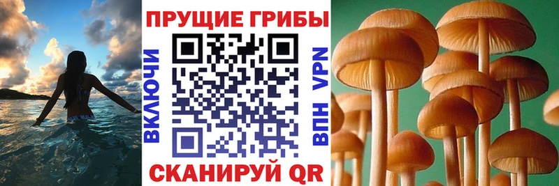 Галлюциногенные грибы прущие грибы  Малмыж 