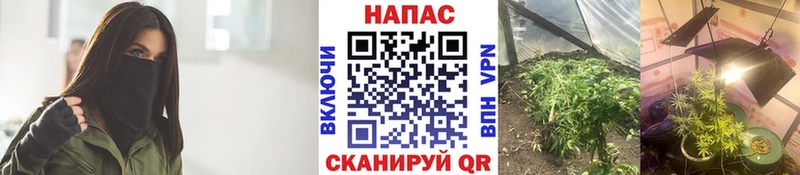 Бошки марихуана марихуана  блэк спрут рабочий сайт  Малмыж 